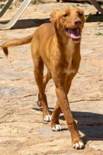 ZUCKER, Hund, Podenco Andaluz in Wahlstedt - Bild 2