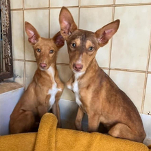 ZUCKER, Hund, Podenco Andaluz in Wahlstedt - Bild 3