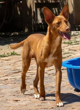 ZUCKER, Hund, Podenco Andaluz in Wahlstedt - Bild 4