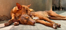 ZUCKER, Hund, Podenco Andaluz in Wahlstedt - Bild 5