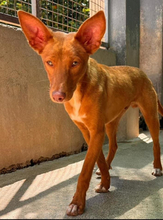 ZUCKER, Hund, Podenco Andaluz in Wahlstedt - Bild 6