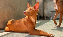 ZUCKER, Hund, Podenco Andaluz in Wahlstedt - Bild 7