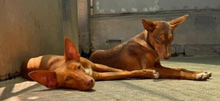 ZUCKER, Hund, Podenco Andaluz in Wahlstedt - Bild 8