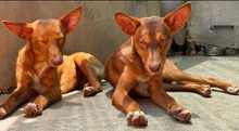 ZUCKER, Hund, Podenco Andaluz in Wahlstedt - Bild 9