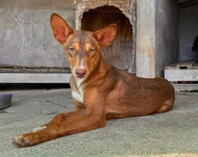 ZIMT, Hund, Podenco Andaluz in Osann-Monzel - Bild 1