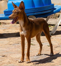 ZIMT, Hund, Podenco Andaluz in Osann-Monzel - Bild 10