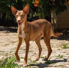 ZIMT, Hund, Podenco Andaluz in Osann-Monzel - Bild 11