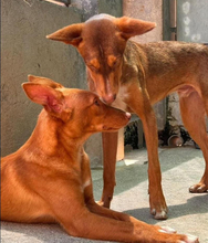 ZIMT, Hund, Podenco Andaluz in Osann-Monzel - Bild 2