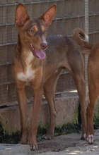 ZIMT, Hund, Podenco Andaluz in Osann-Monzel - Bild 5