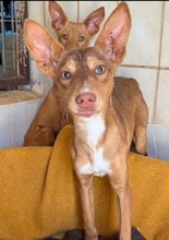 ZIMT, Hund, Podenco Andaluz in Osann-Monzel - Bild 6