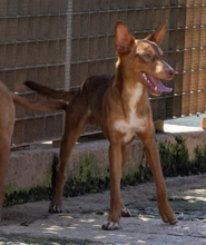 ZIMT, Hund, Podenco Andaluz in Osann-Monzel - Bild 7