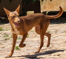 ZIMT, Hund, Podenco Andaluz in Osann-Monzel - Bild 8