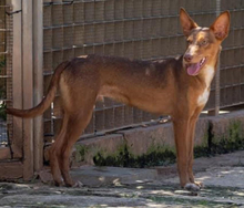 ZIMT, Hund, Podenco Andaluz in Osann-Monzel - Bild 9