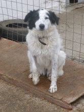 NINA, Hund, Herdenschutzhund-Mix in Bulgarien - Bild 10