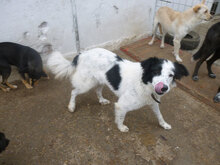 NINA, Hund, Herdenschutzhund-Mix in Bulgarien - Bild 11