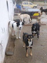 NINA, Hund, Herdenschutzhund-Mix in Bulgarien - Bild 14