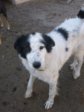 NINA, Hund, Herdenschutzhund-Mix in Bulgarien - Bild 15