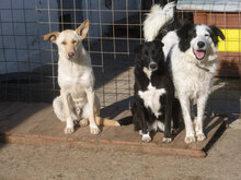 NINA, Hund, Herdenschutzhund-Mix in Bulgarien - Bild 16