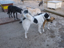 NINA, Hund, Herdenschutzhund-Mix in Bulgarien - Bild 17