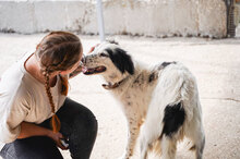 NINA, Hund, Herdenschutzhund-Mix in Bulgarien - Bild 19