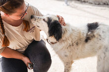 NINA, Hund, Herdenschutzhund-Mix in Bulgarien - Bild 20