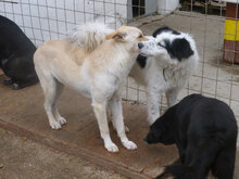 NINA, Hund, Herdenschutzhund-Mix in Bulgarien - Bild 21