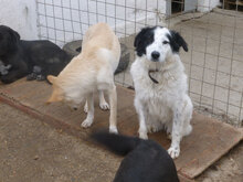 NINA, Hund, Herdenschutzhund-Mix in Bulgarien - Bild 22