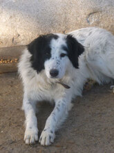 NINA, Hund, Herdenschutzhund-Mix in Bulgarien - Bild 4