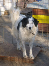 NINA, Hund, Herdenschutzhund-Mix in Bulgarien - Bild 5