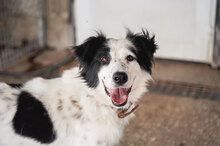 NINA, Hund, Herdenschutzhund-Mix in Bulgarien - Bild 6