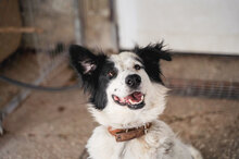 NINA, Hund, Herdenschutzhund-Mix in Bulgarien - Bild 7