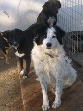 NINA, Hund, Herdenschutzhund-Mix in Bulgarien - Bild 9