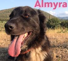 ALMYRA, Hund, Deutscher Schäferhund-Mix in Griechenland - Bild 1