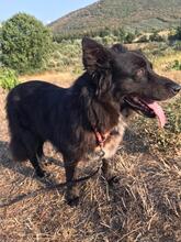 ALMYRA, Hund, Deutscher Schäferhund-Mix in Griechenland - Bild 5