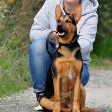 REGO, Hund, Mischlingshund in Slowakische Republik - Bild 11