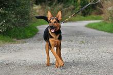 REGO, Hund, Mischlingshund in Slowakische Republik - Bild 13