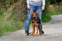 REGO, Hund, Mischlingshund in Slowakische Republik - Bild 14