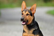 REGO, Hund, Mischlingshund in Slowakische Republik - Bild 2