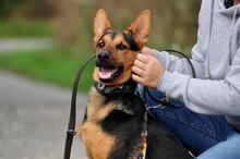 REGO, Hund, Mischlingshund in Slowakische Republik - Bild 4