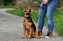 REGO, Hund, Mischlingshund in Slowakische Republik - Bild 5