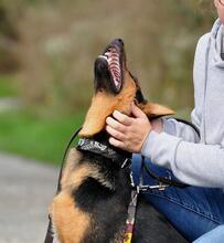 REGO, Hund, Mischlingshund in Slowakische Republik - Bild 6