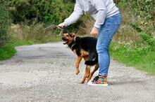 REGO, Hund, Mischlingshund in Slowakische Republik - Bild 8