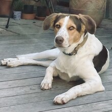 EDDY, Hund, Mischlingshund in Neustadt