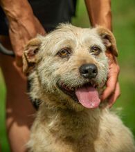 DETTI, Hund, Schnauzer-Mix in Ungarn - Bild 1