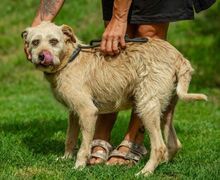 DETTI, Hund, Schnauzer-Mix in Ungarn - Bild 2