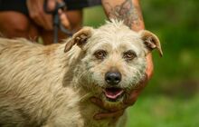 DETTI, Hund, Schnauzer-Mix in Ungarn - Bild 4