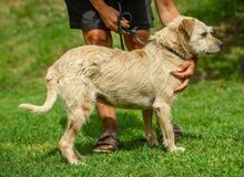 DETTI, Hund, Schnauzer-Mix in Ungarn - Bild 5