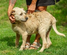 DETTI, Hund, Schnauzer-Mix in Ungarn - Bild 6