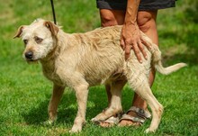 DETTI, Hund, Schnauzer-Mix in Ungarn - Bild 7