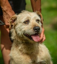 DETTI, Hund, Schnauzer-Mix in Ungarn - Bild 8